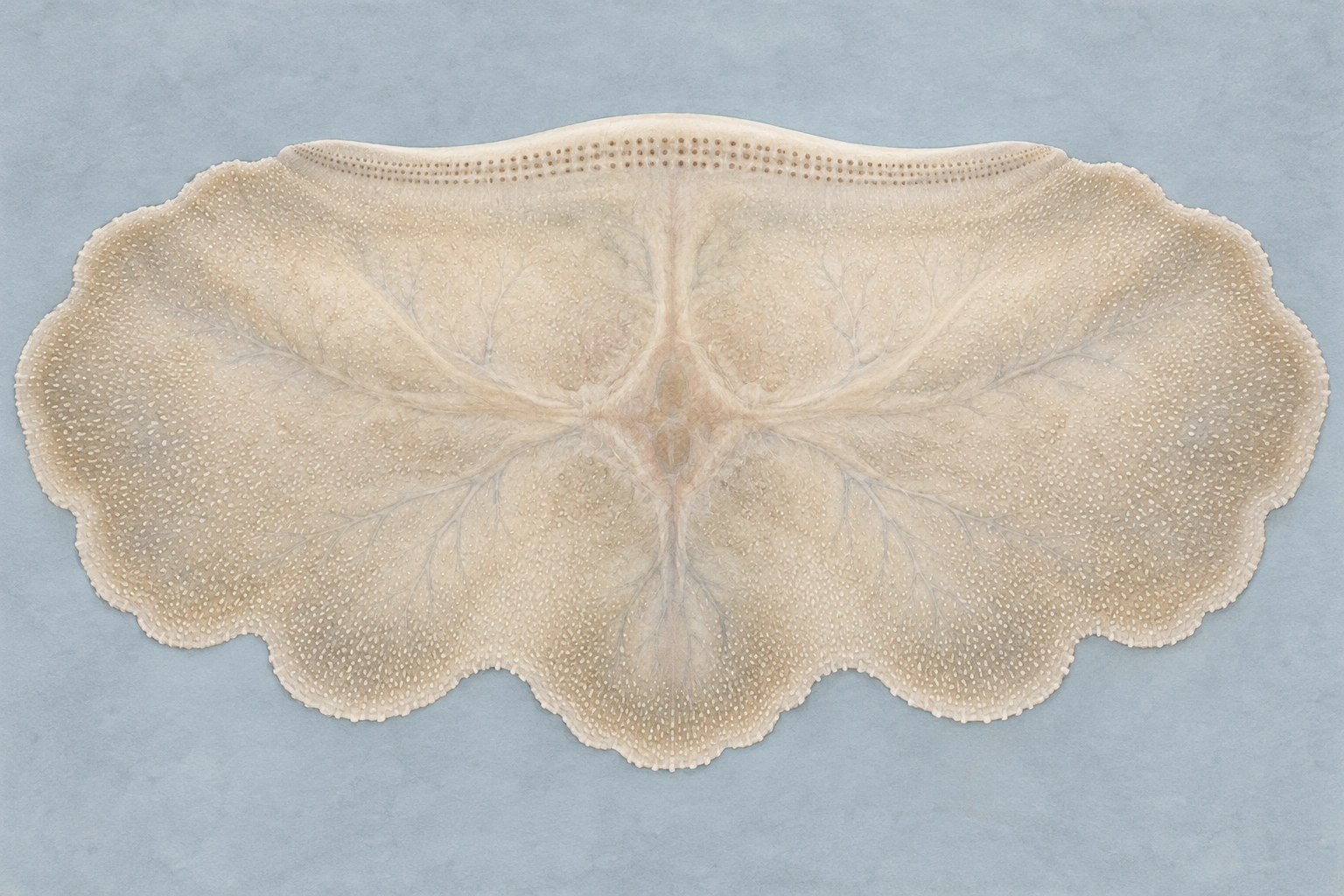Natural-history illustration of a broad cream-coloured carpet sea cucumber seen from below, with a stippled field of minute tube feet and a narrow mouth band along its leading edge.